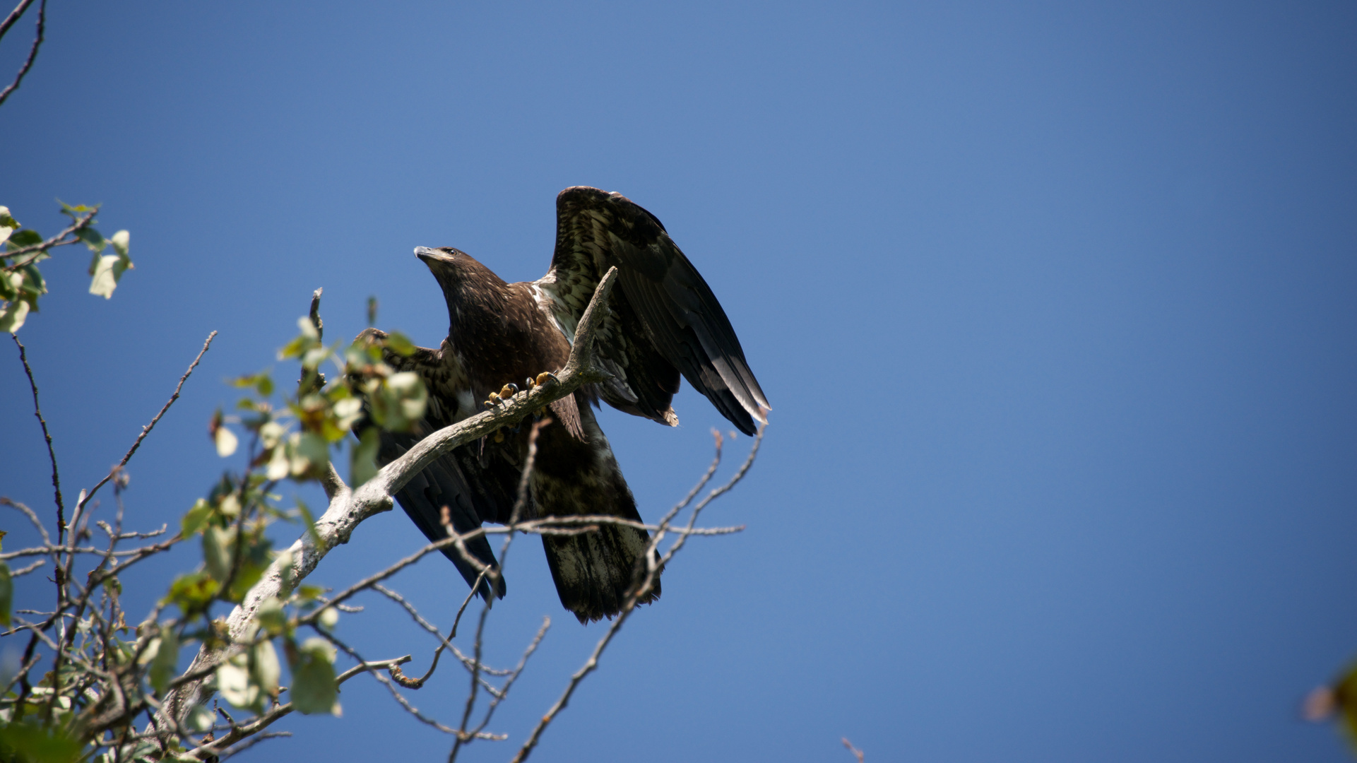 Golden Eagle