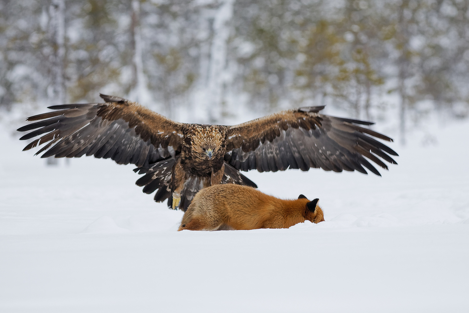 Golden Eagle in action