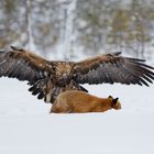 Golden Eagle in action