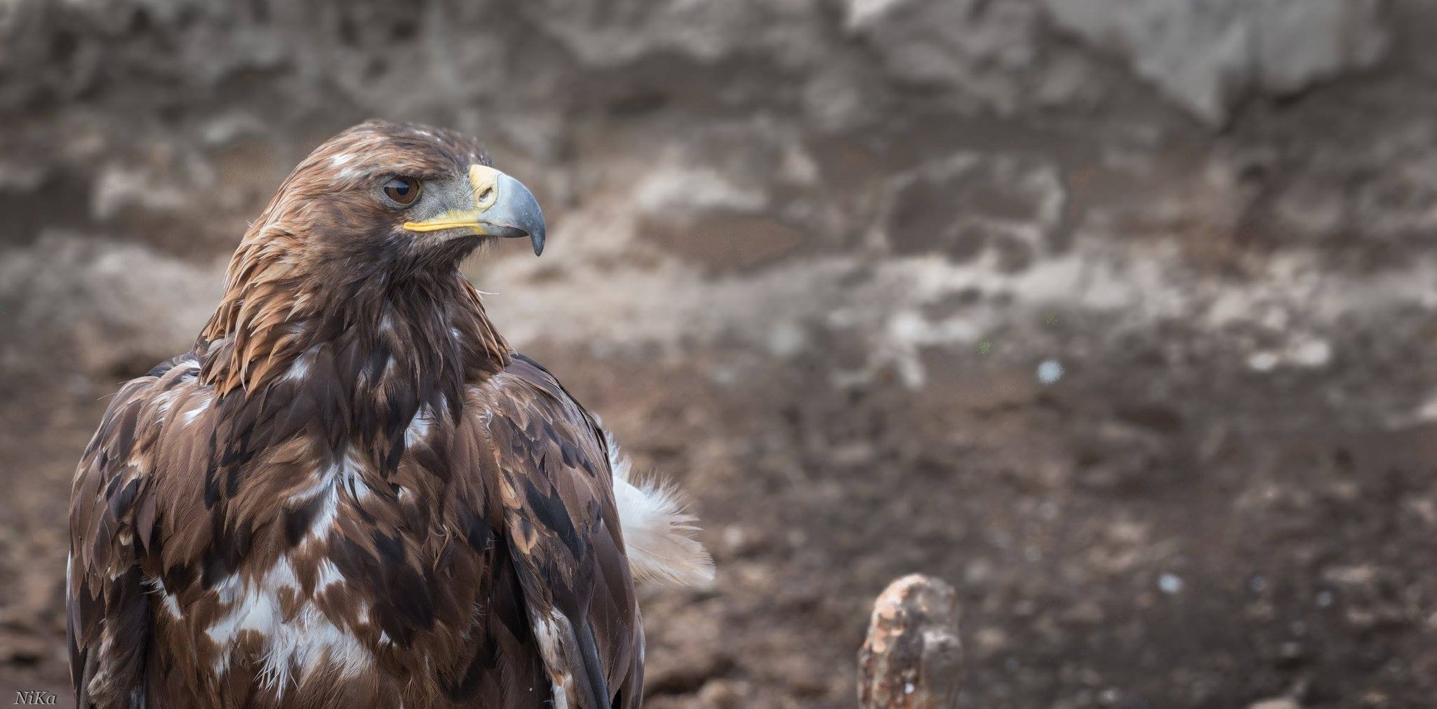 Golden Eagle of Mongolia