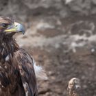 Golden Eagle of Mongolia