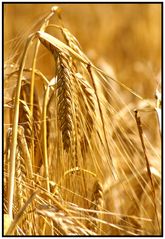 golden ear of corn