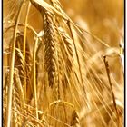 golden ear of corn