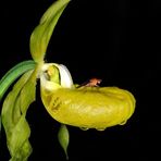 *** Golden Eye Ladyslipper ***