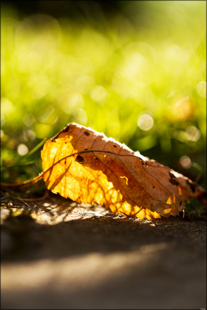 Golden fallen leave