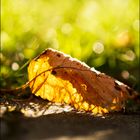 Golden fallen leave