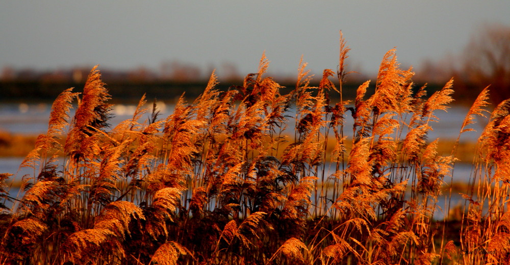 Golden Feathers