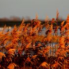 Golden Feathers