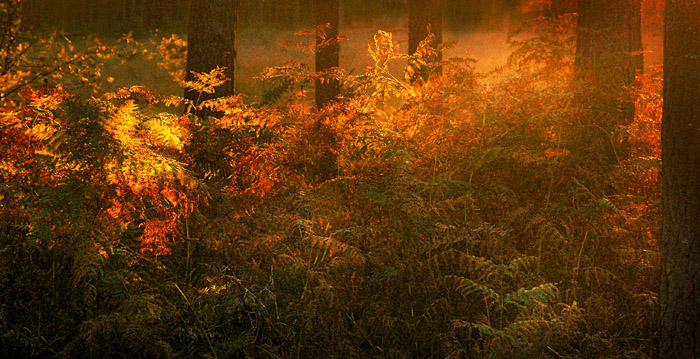 Golden Ferns