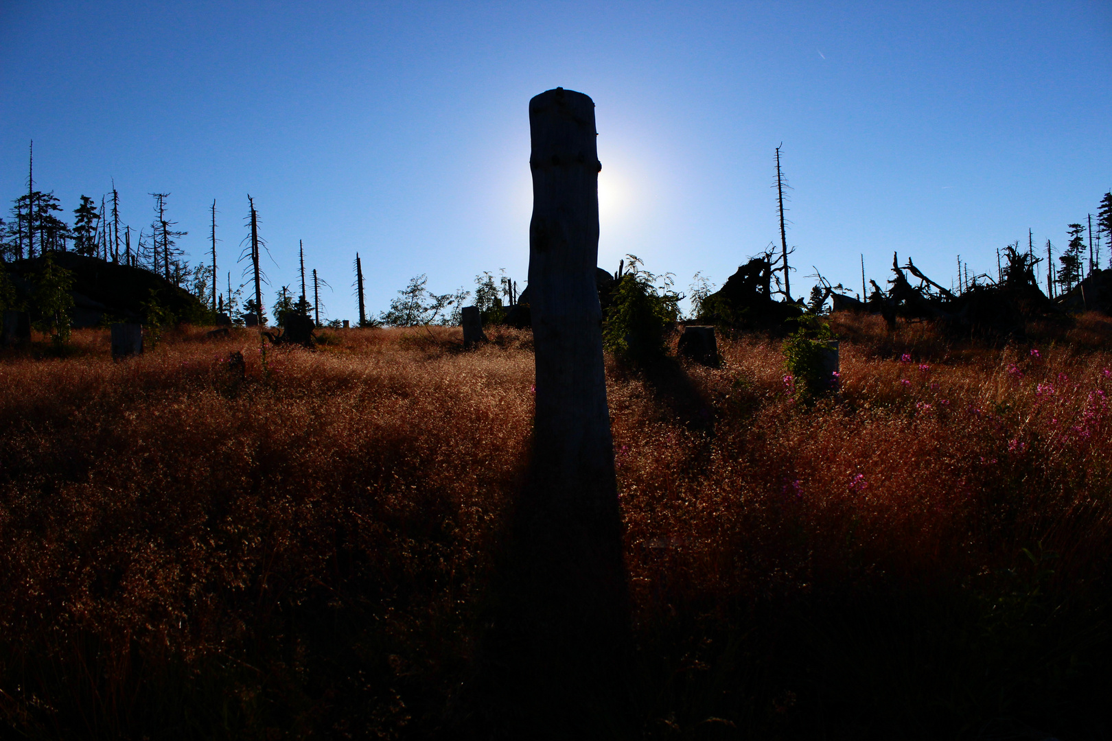 Golden Field