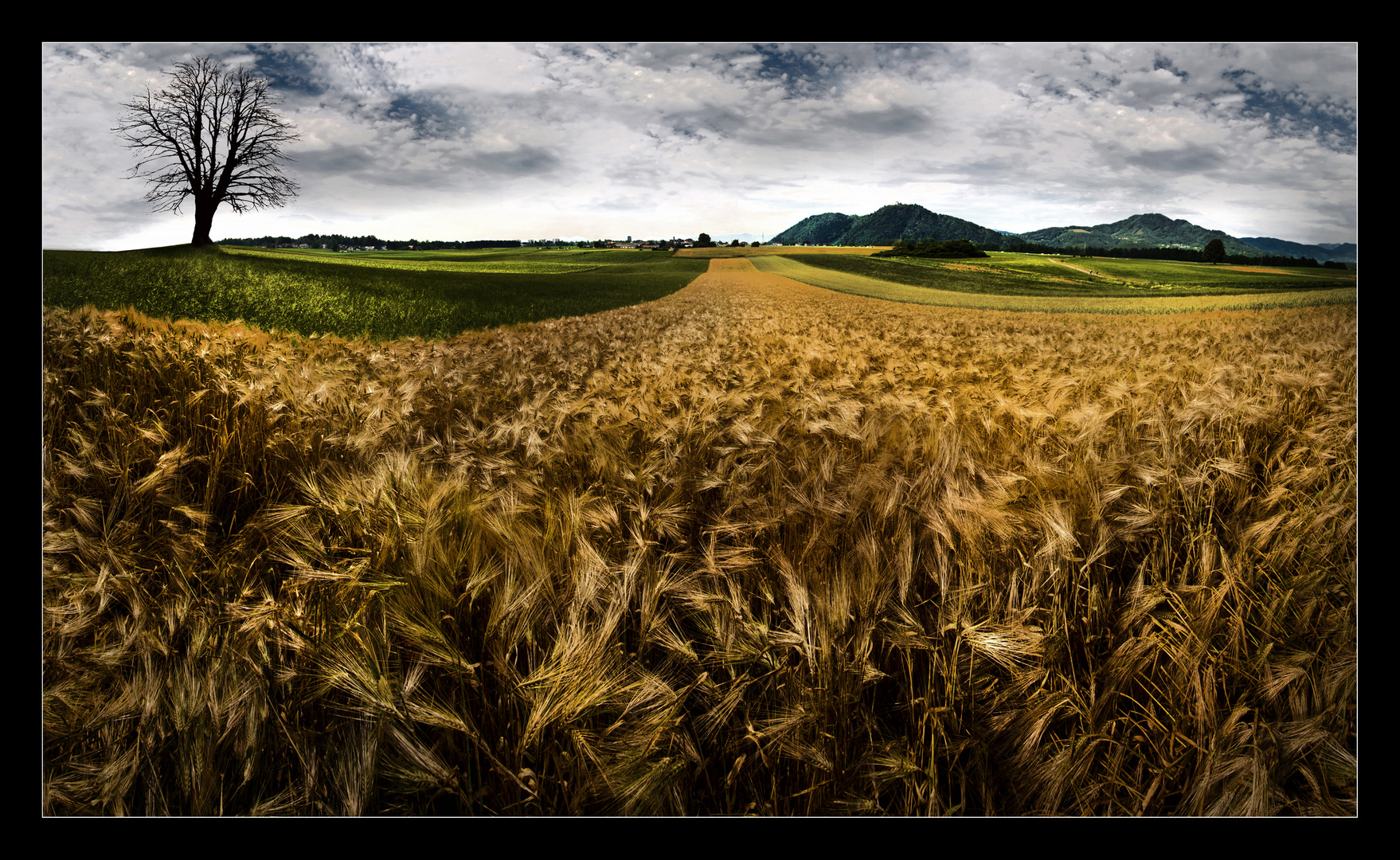 Golden Field