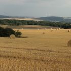 Golden Field