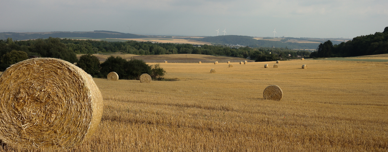 Golden Field