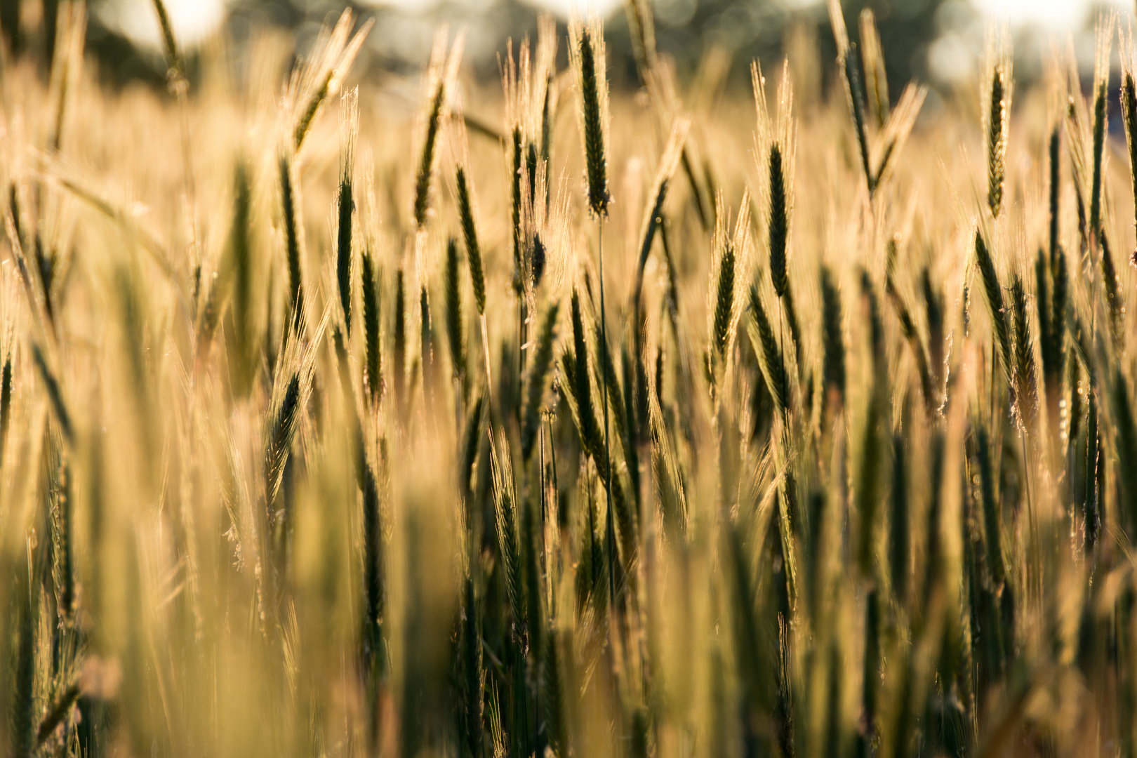 Golden field.