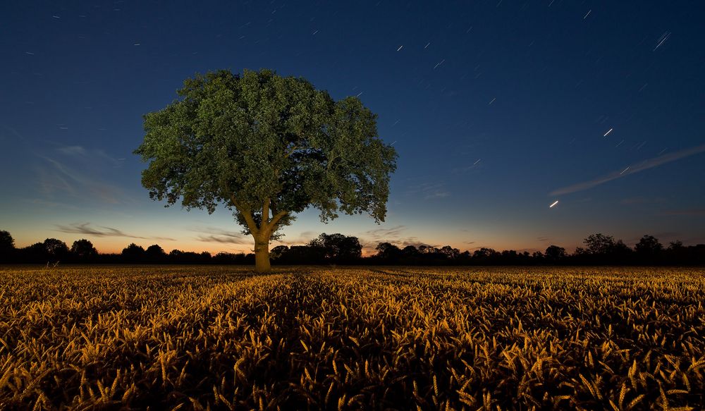 Golden Field