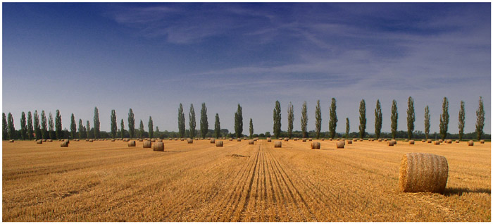 Golden Field