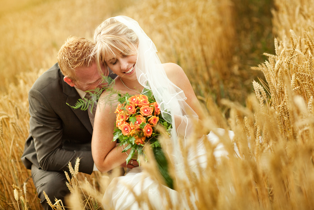 golden field