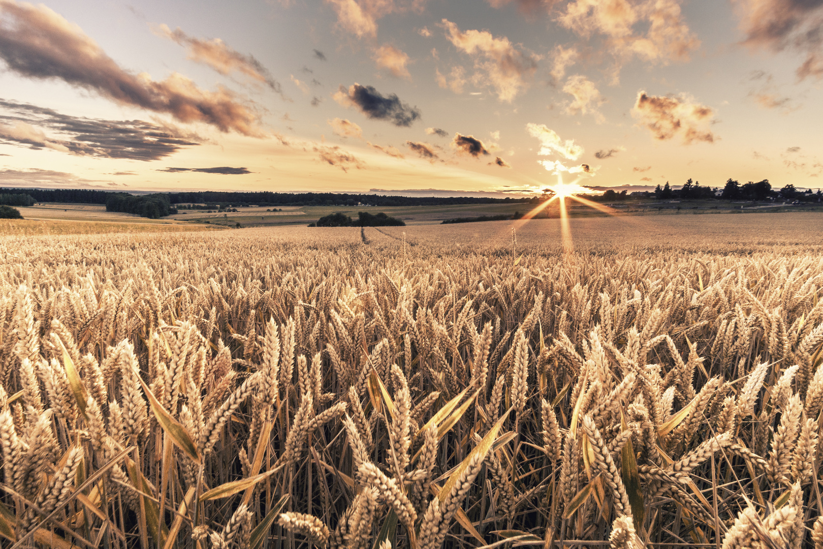 Golden field