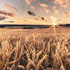 Golden field