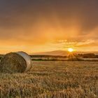 Golden field