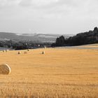 Golden Field in Black and White