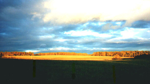 Golden field (near Borodino)