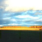 Golden field (near Borodino)