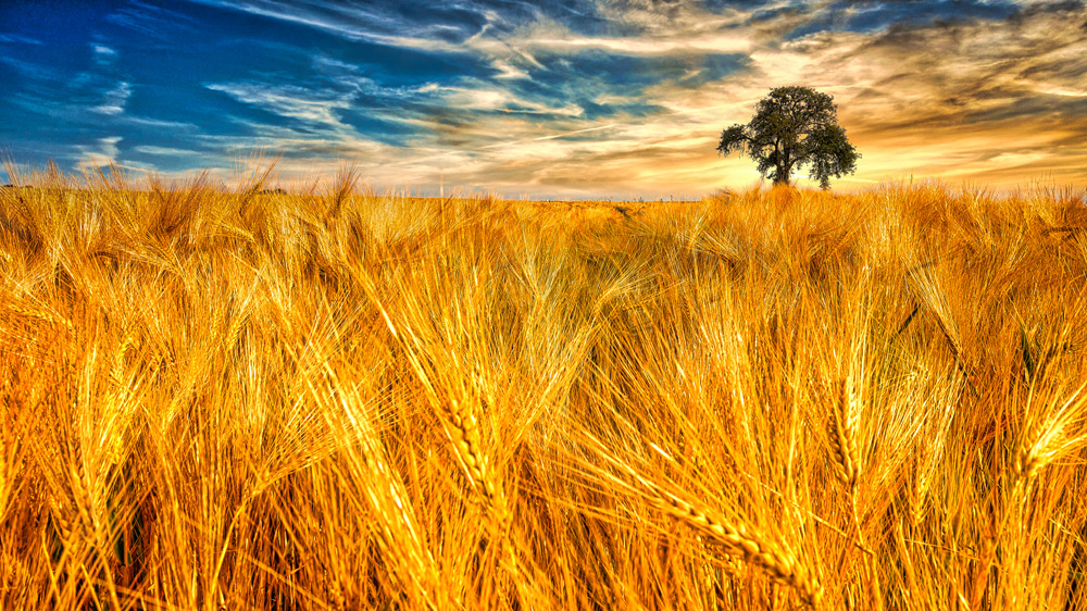 golden-fields