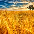 golden-fields