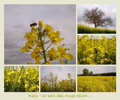 golden fields