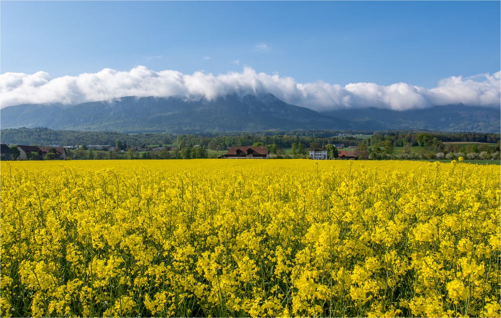 GOLDEN FIELDS