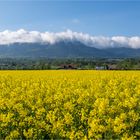 GOLDEN FIELDS