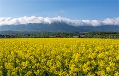 GOLDEN FIELDS