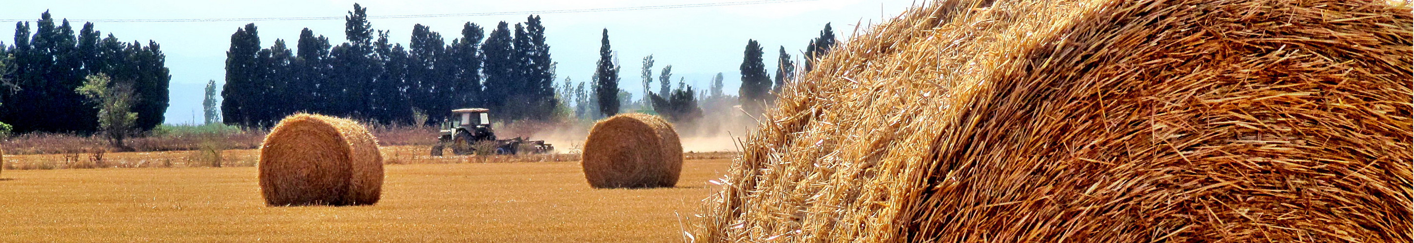 °°Golden Fields°°