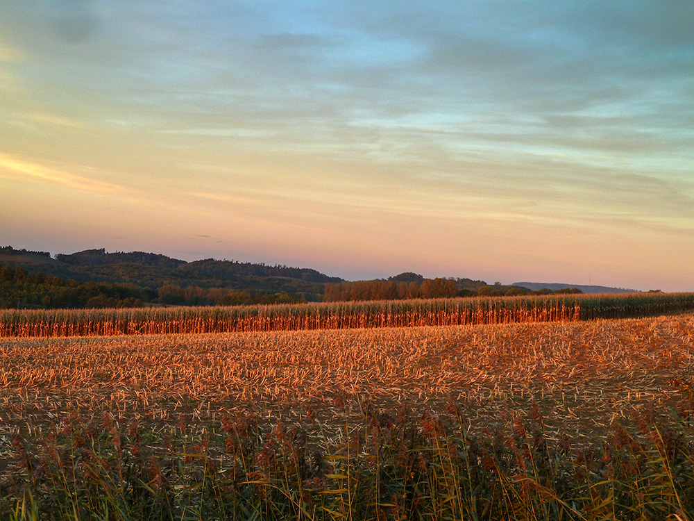 Golden Fields