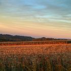 Golden Fields