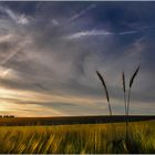 « Golden Fields »