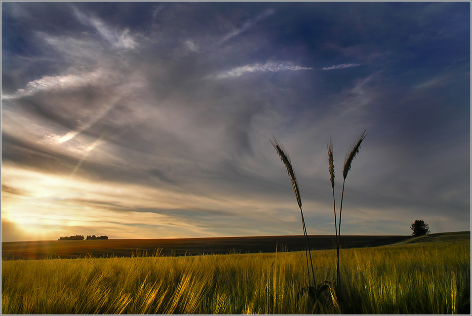 « Golden Fields »