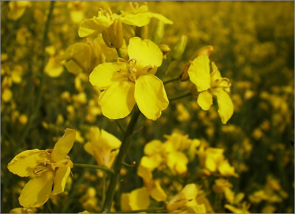 golden fields