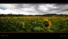 Golden Fields