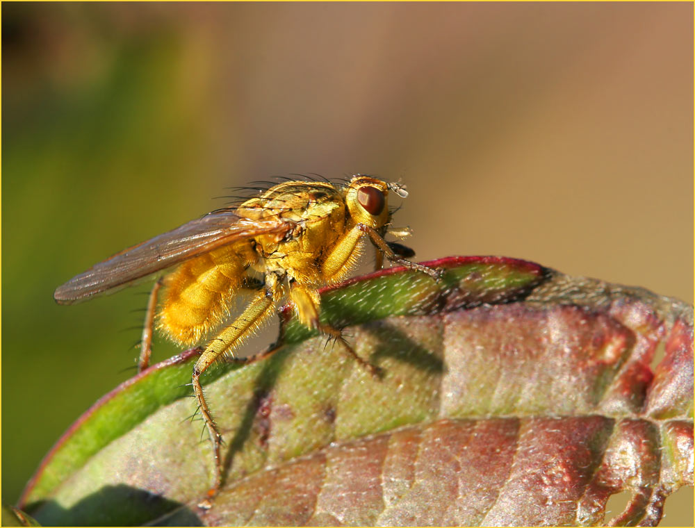 « Golden Flie »