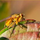 « Golden Flie »