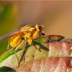 « Golden Flie »