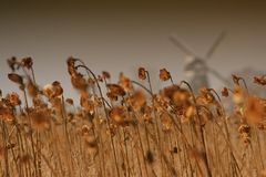 GOLDEN FLOWERS