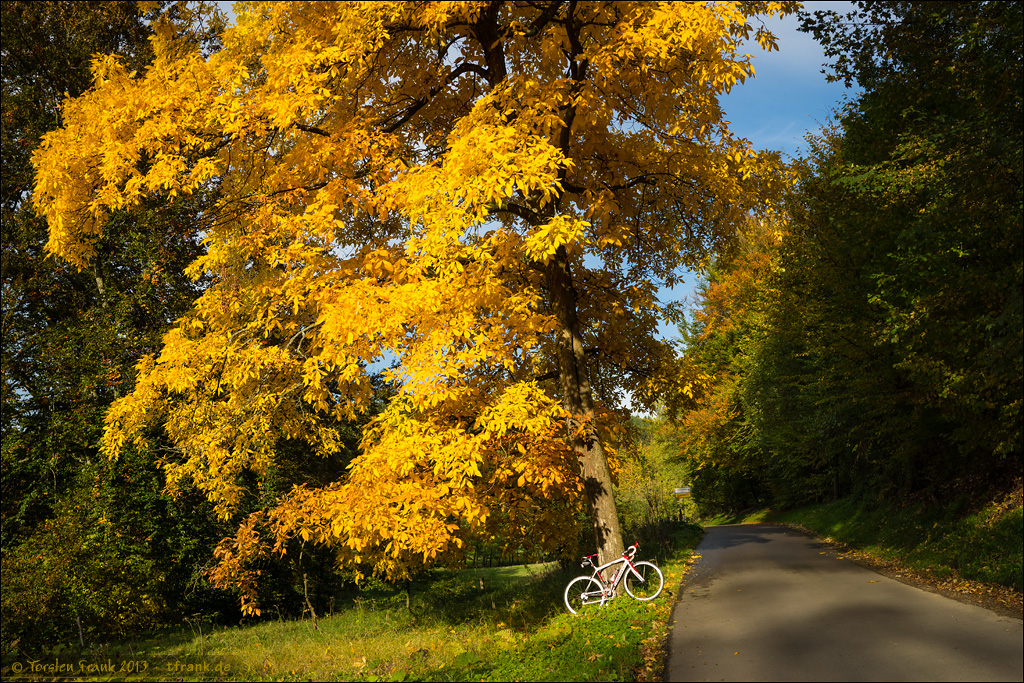 Golden foliage and a road bike