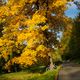 Golden foliage and a road bike