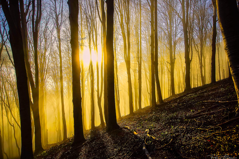 golden forest