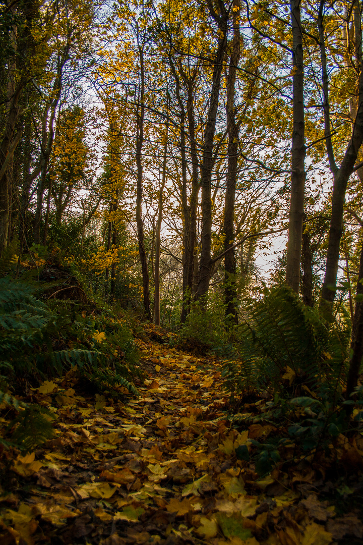 Golden Forest