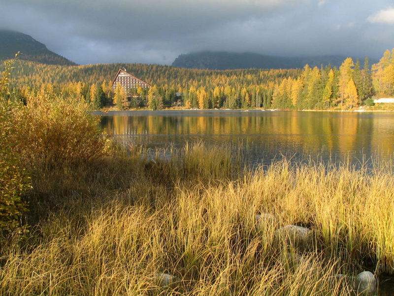 Golden forest