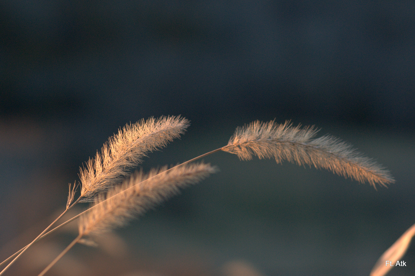 Golden Foxtails